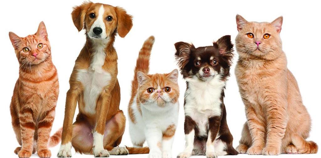Доска объявлений о животных | ЗооТом - продажа, вязка и услуги для животных в Ахтубинске