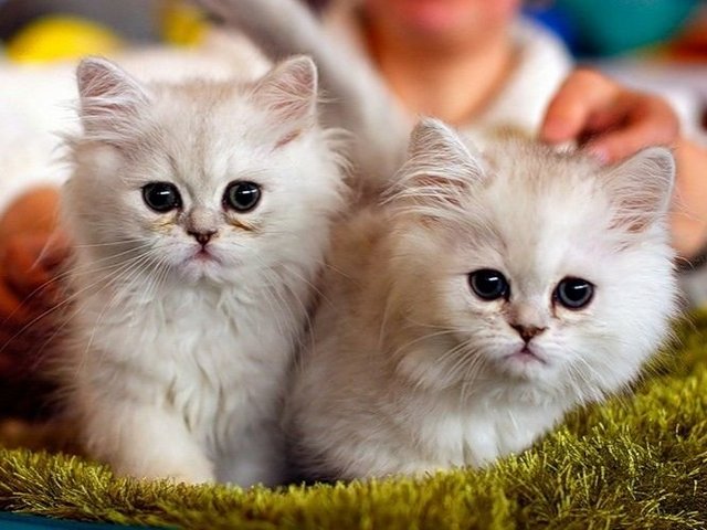 Породы кошек в Ахтубинске | ЗооТом портал о животных