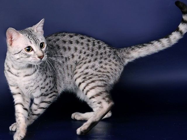 Породы кошек в Ахтубинске | ЗооТом портал о животных