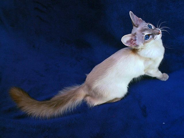 Выведенные породы кошек в Ахтубинске | ЗооТом портал о животных