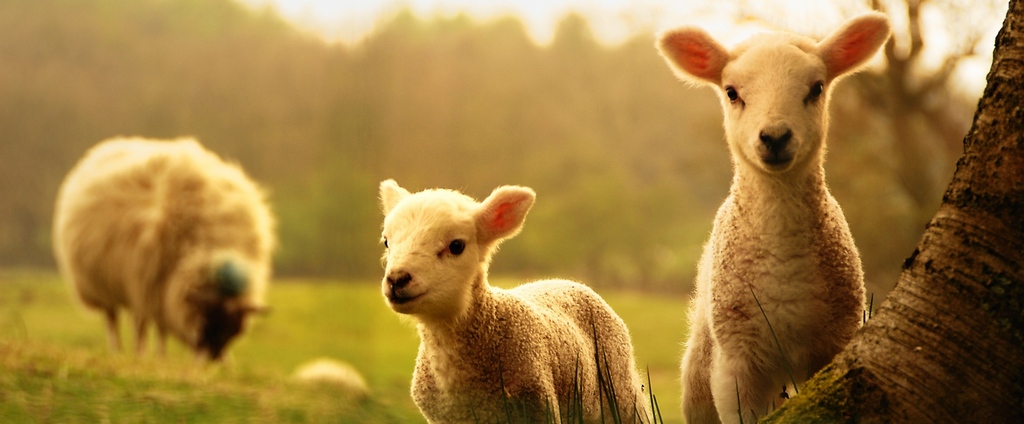 Объявления о сельскохозяйственных животных | ЗооТом - продажа, вязка и услуги для животных в Ахтубинске