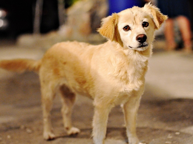 Породы собак в Ахтубинске | ЗооТом портал о животных
