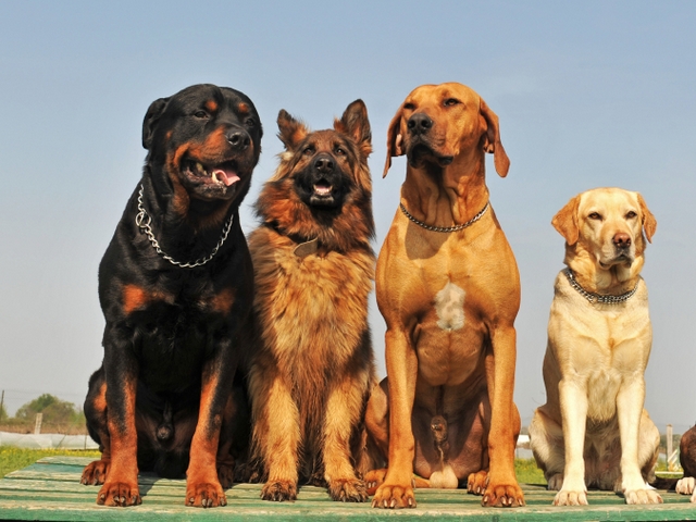 Крупные породы собак в Ахтубинске | ЗооТом портал о животных