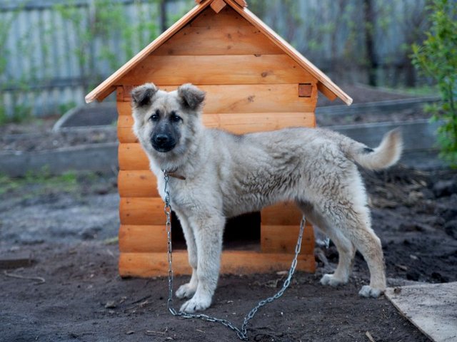 Все о собаках в Ахтубинске